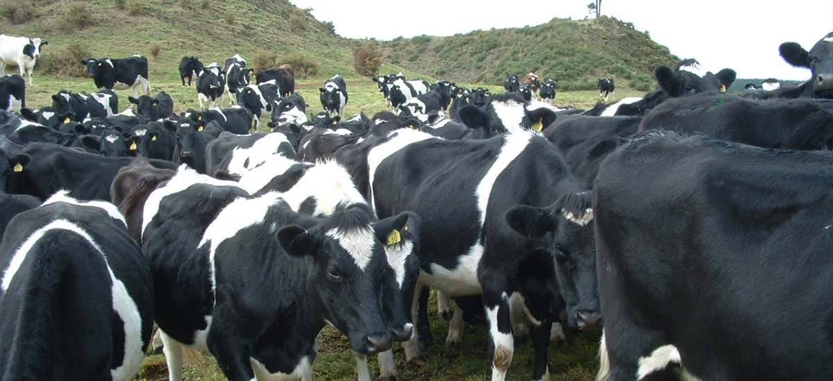 Dairy Farm - Pāmu Kau